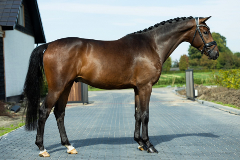 HorseID: 2309872 Perfect Style - PhotoID: 1094430