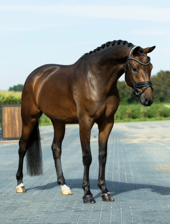 HorseID: 2309872 Perfect Style - PhotoID: 1094432