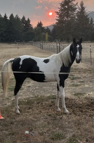 HorseID: 2309875 CS Black Water - PhotoID: 1094433