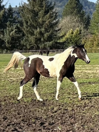 HorseID: 2309875 CS Black Water - PhotoID: 1094434