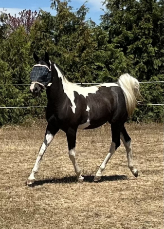 HorseID: 2309875 CS Black Water - PhotoID: 1094435