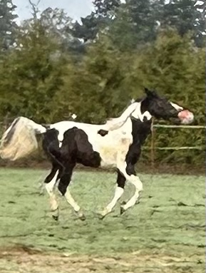 HorseID: 2309875 CS Black Water - PhotoID: 1094436