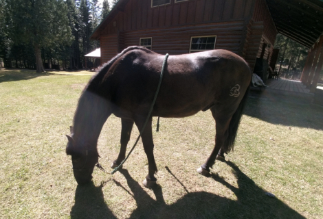 HorseID: 2309879 Laredo - PhotoID: 1094505