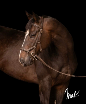 HorseID: 2309880 Kierkegaard - PhotoID: 1094444