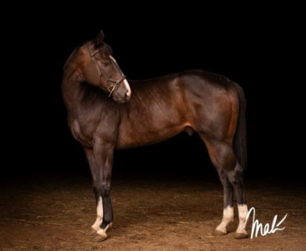 HorseID: 2309880 Kierkegaard - PhotoID: 1094445