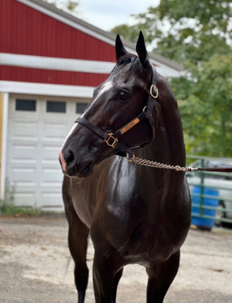 HorseID: 2309880 Kierkegaard - PhotoID: 1094446