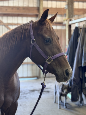 HorseID: 2309881 Tiz A Biscuit - PhotoID: 1094551