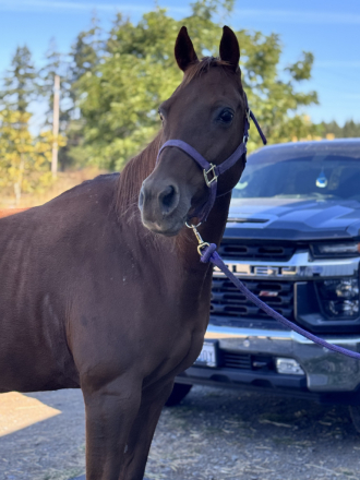 HorseID: 2309881 Tiz A Biscuit - PhotoID: 1094586