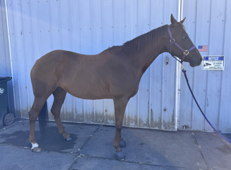 HorseID: 2309881 Tiz A Biscuit - PhotoID: 1094587