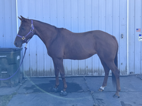 HorseID: 2309881 Tiz A Biscuit - PhotoID: 1094588