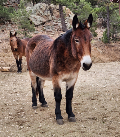 HorseID: 2309883 Robo - PhotoID: 1094449