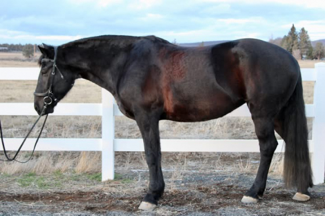 HorseID: 2309884 Jemma Ray - PhotoID: 1094450