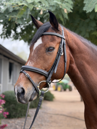 HorseID: 2309891 Omni - PhotoID: 1094793