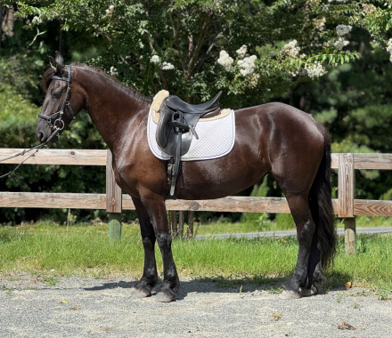 HorseID: 2309898 Lone Oak 19 Edna - PhotoID: 1094454