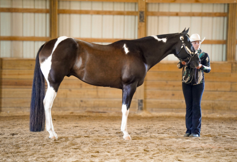 HorseID: 2309899 Zips Only Appointment - PhotoID: 1094465