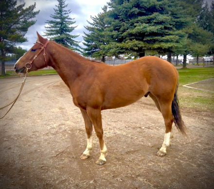 HorseID: 2309900 PT Dash of Silver - PhotoID: 1094457