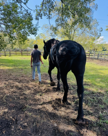 HorseID: 2309902 T N E Nashville - PhotoID: 1094459