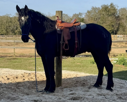 HorseID: 2309902 T N E Nashville - PhotoID: 1094460