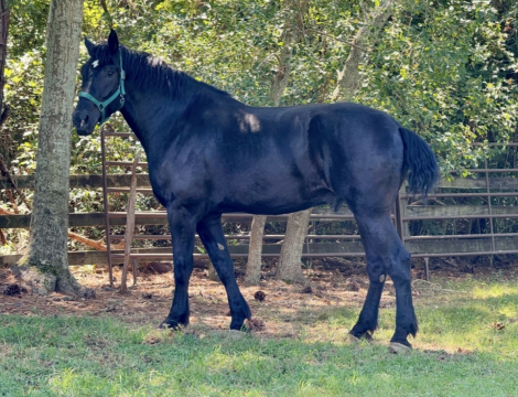 HorseID: 2309902 T N E Nashville - PhotoID: 1094461