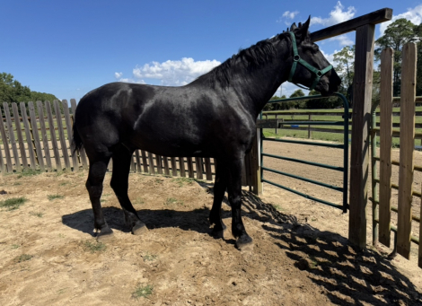 HorseID: 2309902 T N E Nashville - PhotoID: 1094463