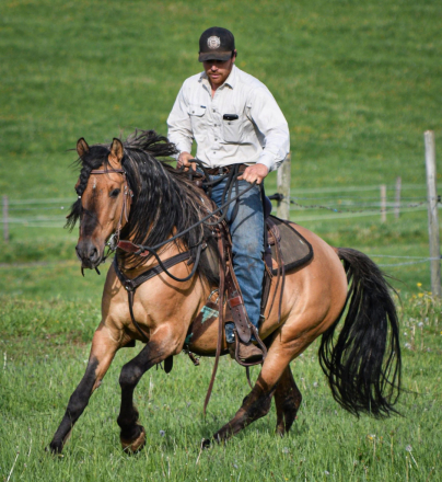 HorseID: 2309906 Gorgeous Kiger Horse - PhotoID: 1094464