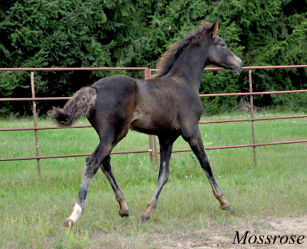 HorseID: 2309907 Mossrose Redemption - PhotoID: 1094466