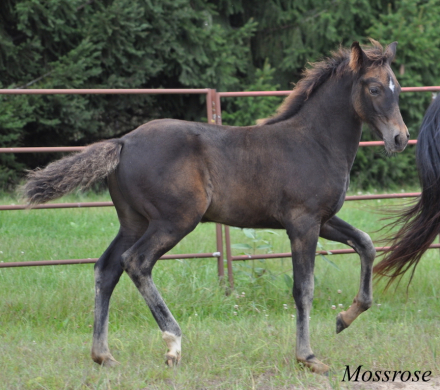 HorseID: 2309907 Mossrose Redemption - PhotoID: 1094469