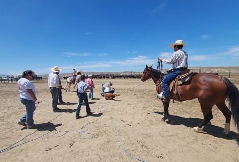 HorseID: 2309908 Velvet - PhotoID: 1094473