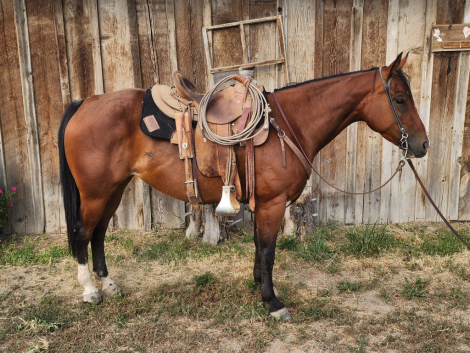 HorseID: 2309908 Velvet - PhotoID: 1094475