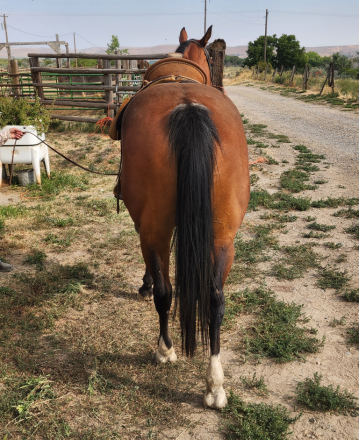 HorseID: 2309908 Velvet - PhotoID: 1094474