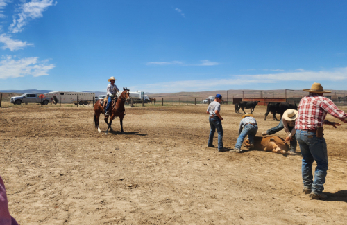 HorseID: 2309908 Velvet - PhotoID: 1094680