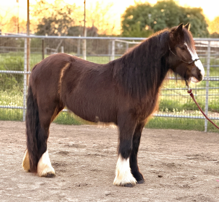 HorseID: 2309910 Mandolin from Brokaholic Farms - PhotoID: 1094472