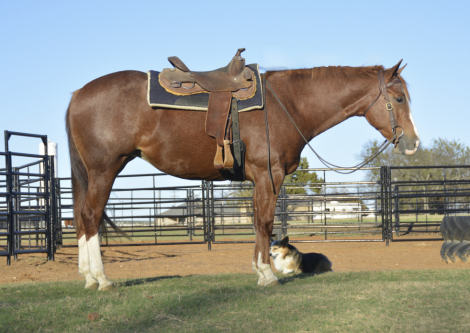 HorseID: 2309913 All The Right Vibes. PRICE REDUCED!! - PhotoID: 1094471