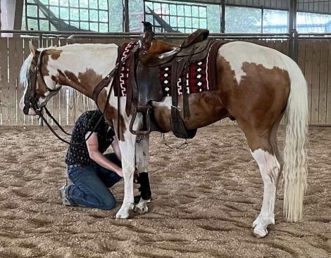 HorseID: 2309915 Nu Shiney Rolex - PhotoID: 1094478