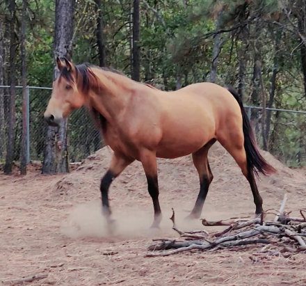 HorseID: 2309916 Prides all that is Gold - PhotoID: 1094479