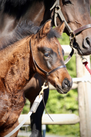 HorseID: 2309921 Good Times Roll - PhotoID: 1094482