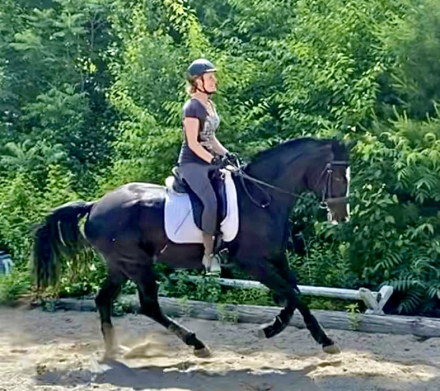 HorseID: 2309922 Spartacus MHF - PhotoID: 1094483