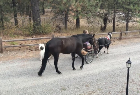 HorseID: 2309923 Jacob - PhotoID: 1094484