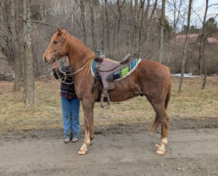 HorseID: 2309924 Morgan - PhotoID: 1094485