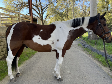 HorseID: 2309925 Domino - PhotoID: 1094486