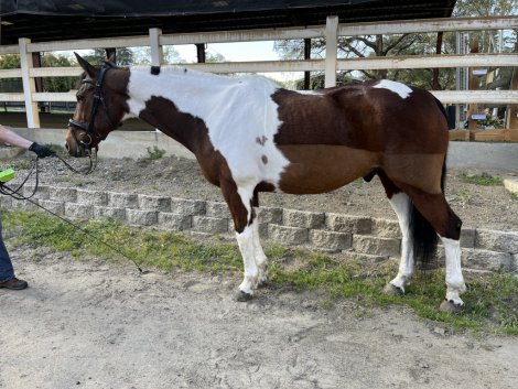 HorseID: 2309925 Domino - PhotoID: 1094487