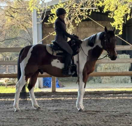 HorseID: 2309925 Domino - PhotoID: 1094488