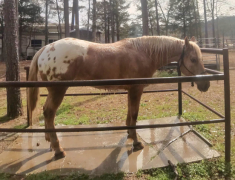 HorseID: 2309926 COURT THIS WEEDO - PhotoID: 1094489