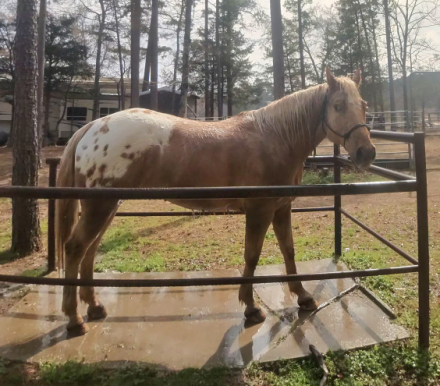 HorseID: 2309926 COURT THIS WEEDO - PhotoID: 1094491