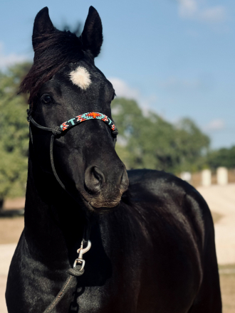 HorseID: 2309929 BHS-Bow N Arrow - PhotoID: 1094493