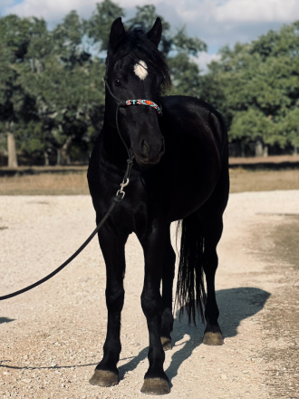 HorseID: 2309929 BHS-Bow N Arrow - PhotoID: 1094494