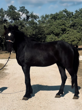 HorseID: 2309929 BHS-Bow N Arrow - PhotoID: 1094495