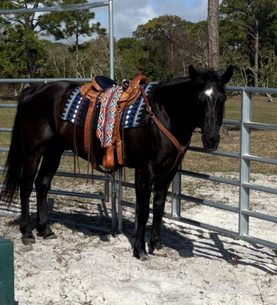 HorseID: 2309930 Chase - PhotoID: 1094497