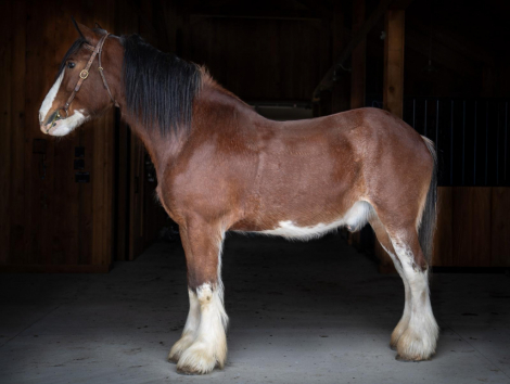 HorseID: 2309931 Chief of Wildfire - PhotoID: 1094499
