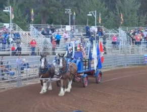 HorseID: 2309931 Chief of Wildfire - PhotoID: 1094500